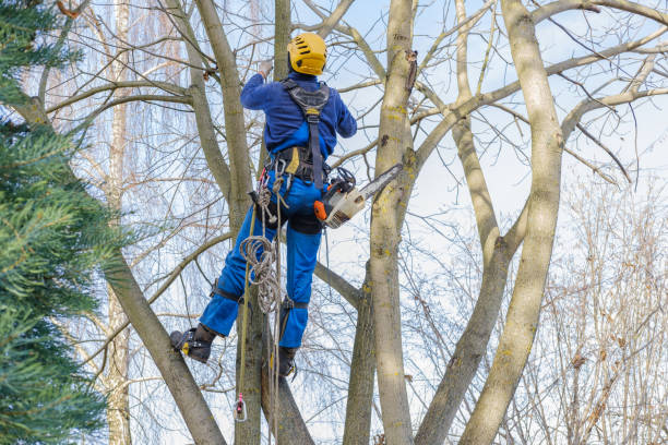 Tree and Shrub Care in Umatilla, FL