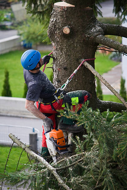 Best Lawn Grading and Leveling  in Umatilla, FL